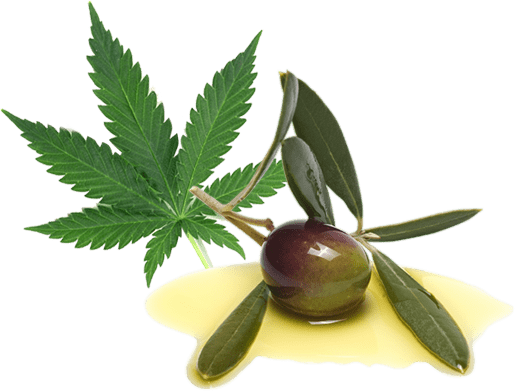 Cannabis and olive leaf image