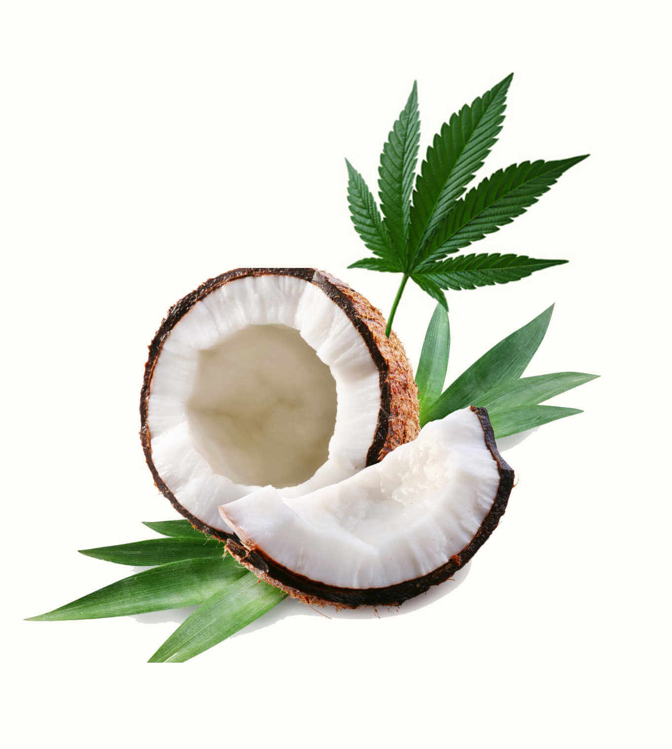 Cannabis and coconut oil image