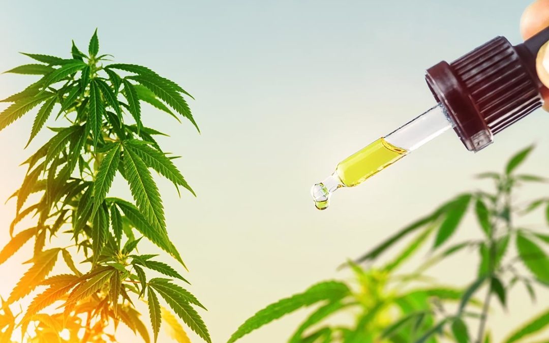 cbd oil in cooking